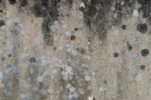 You should always hire a mold removal and remediation specialist for your home's mold.